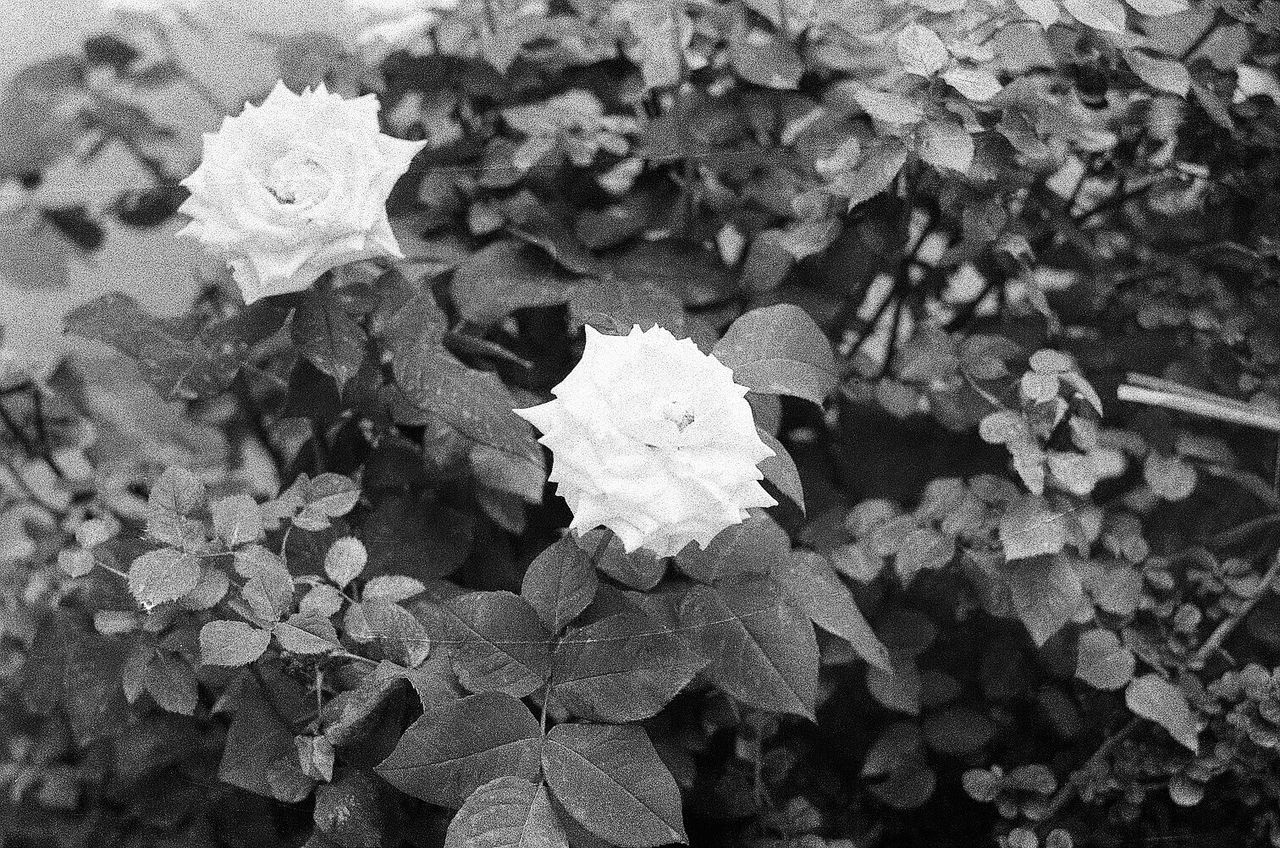 Close-up of roses