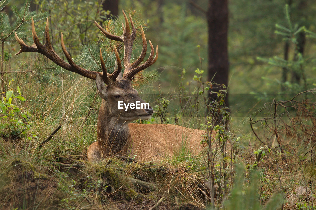Red deer amidst plants in forest