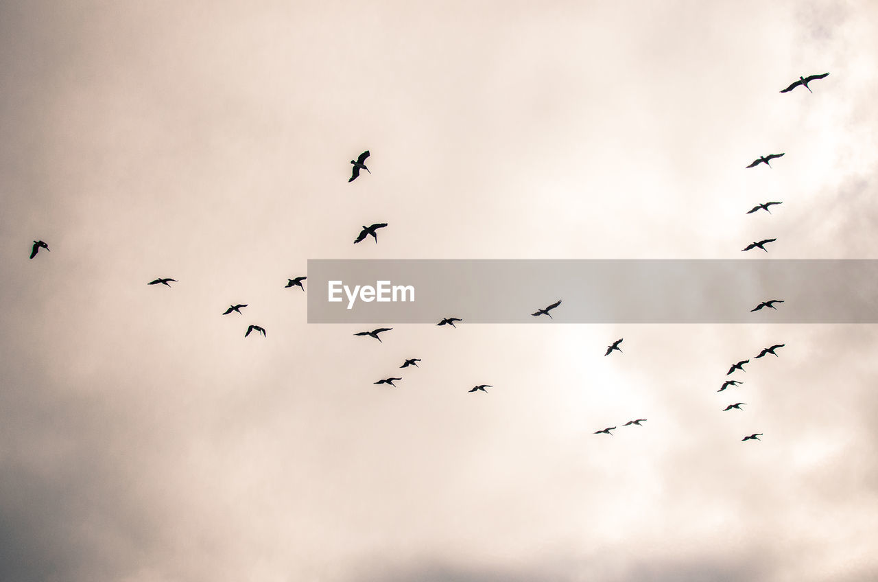 LOW ANGLE VIEW OF BIRDS IN THE SKY