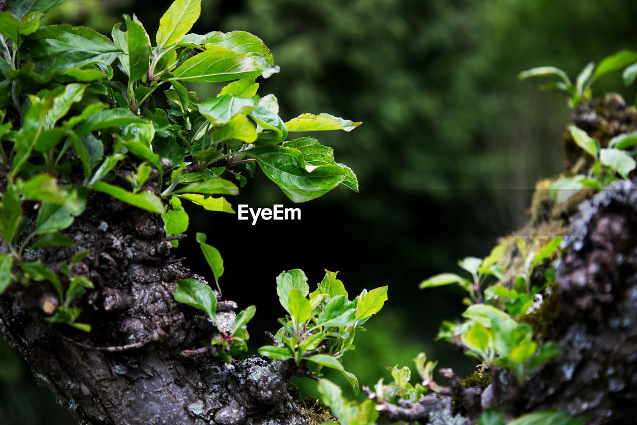 Close-up of fresh green plant