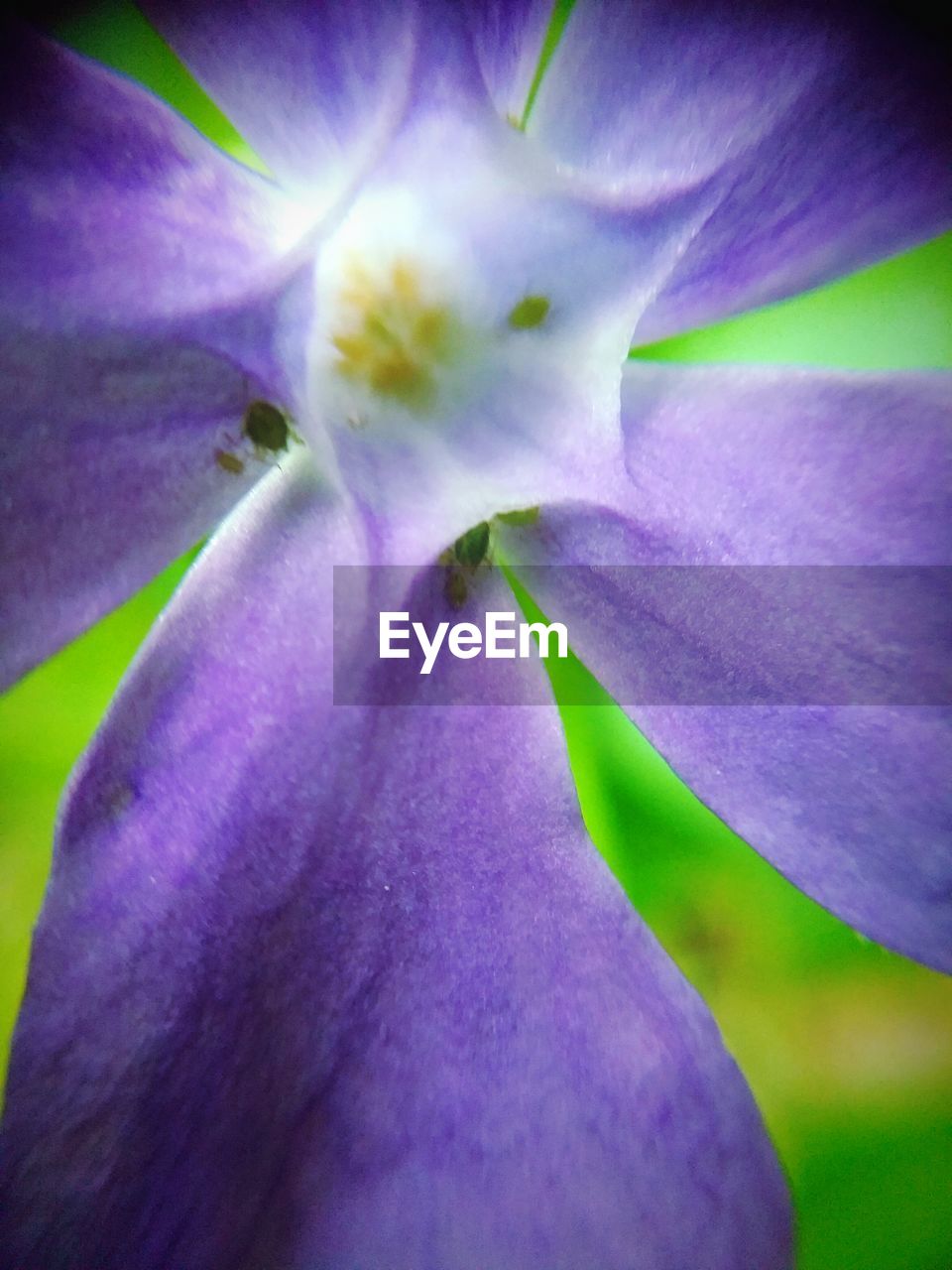 CLOSE-UP OF FRESH PURPLE FLOWER BLOOMING OUTDOORS