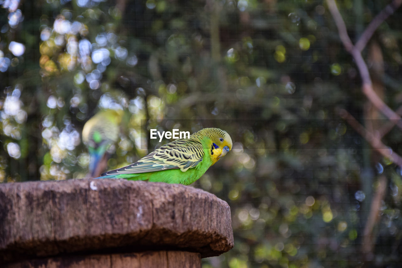 BIRD PERCHING ON TREE