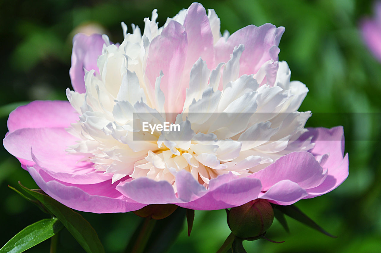 Close-up of multiple layered peony flower blooming