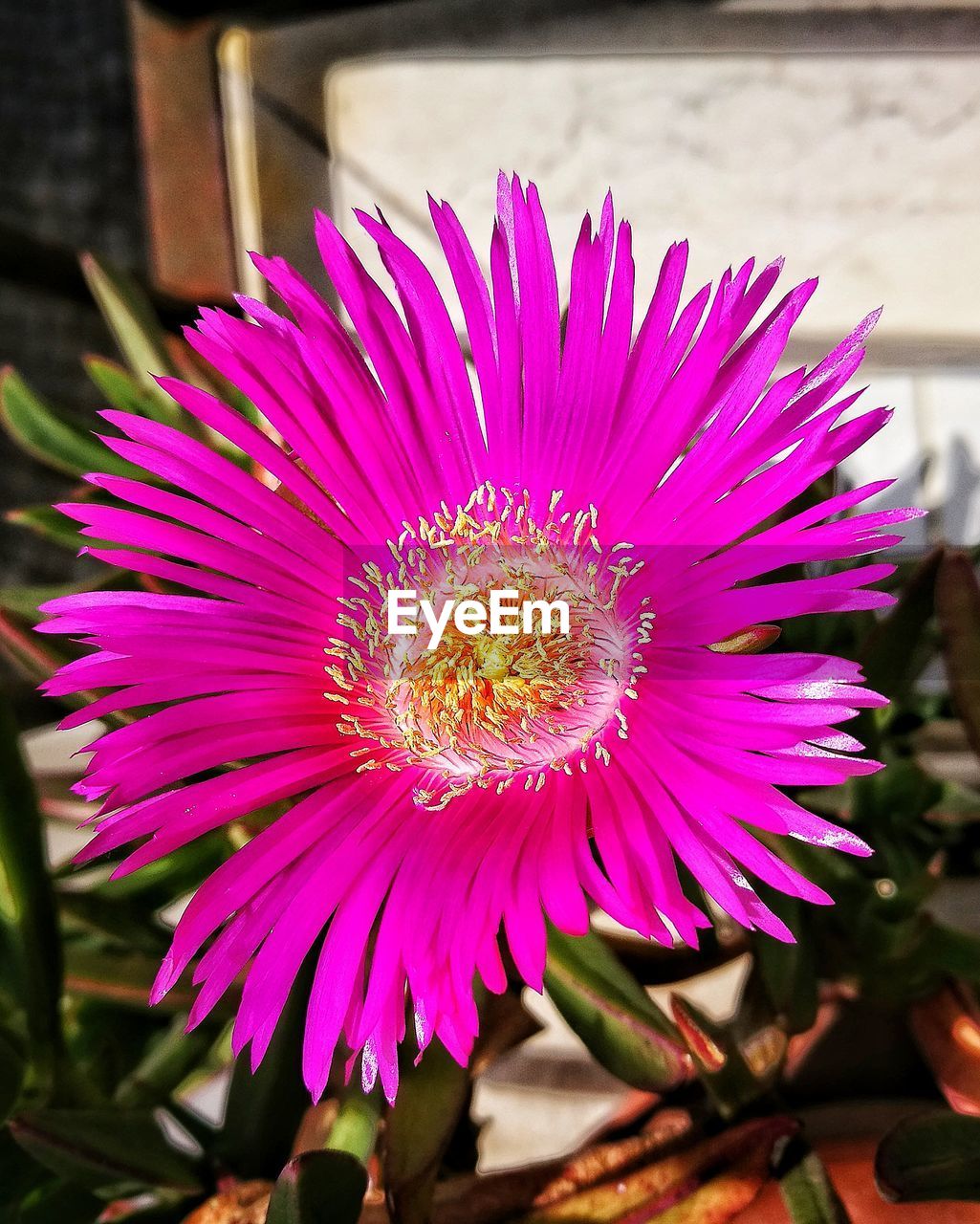 CLOSE-UP VIEW OF PURPLE FLOWER