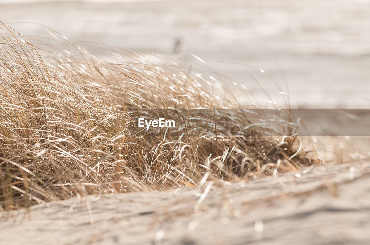 Close-up of dry grass on a swedish beach