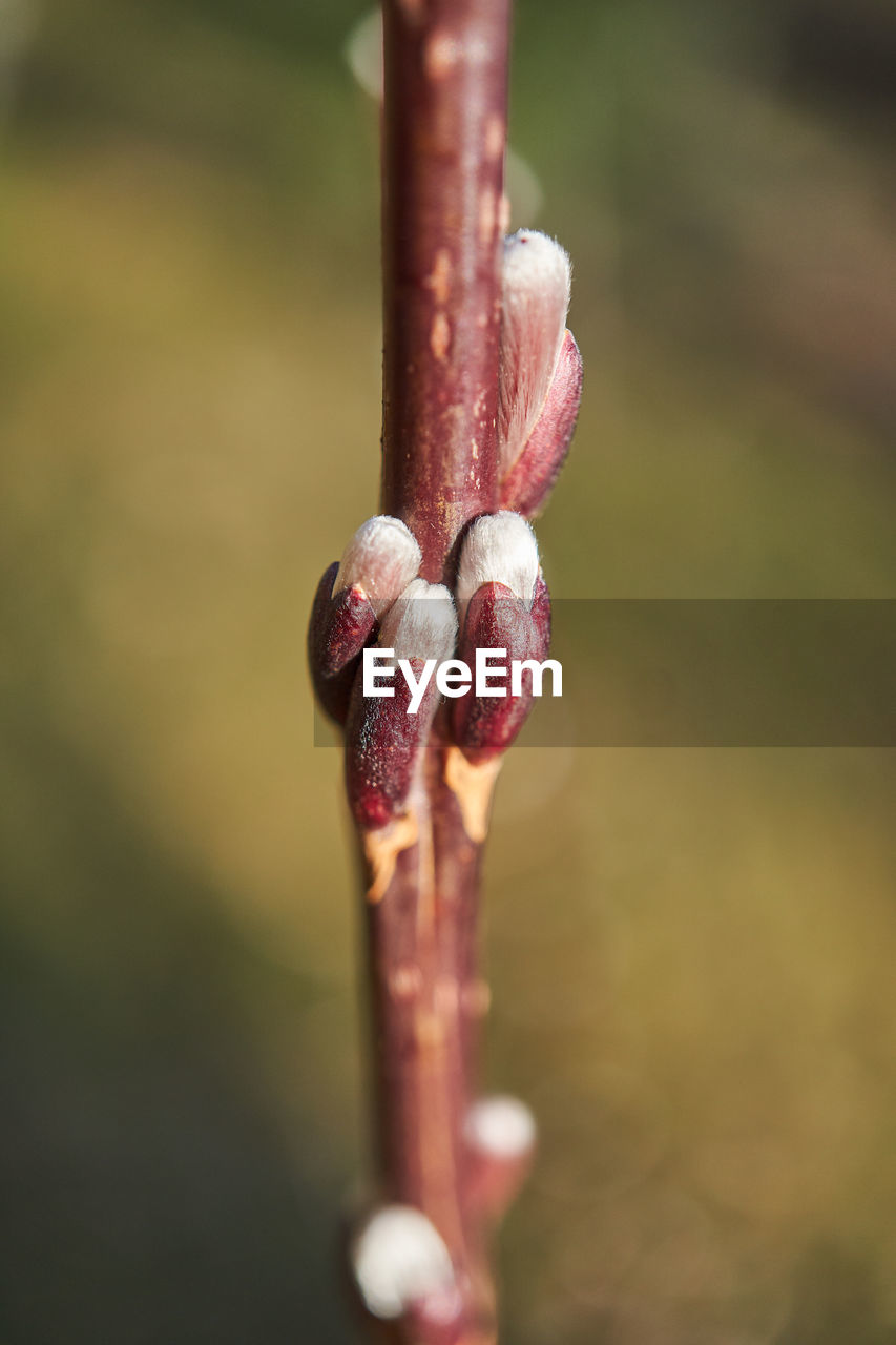 Close-up of red flower buds