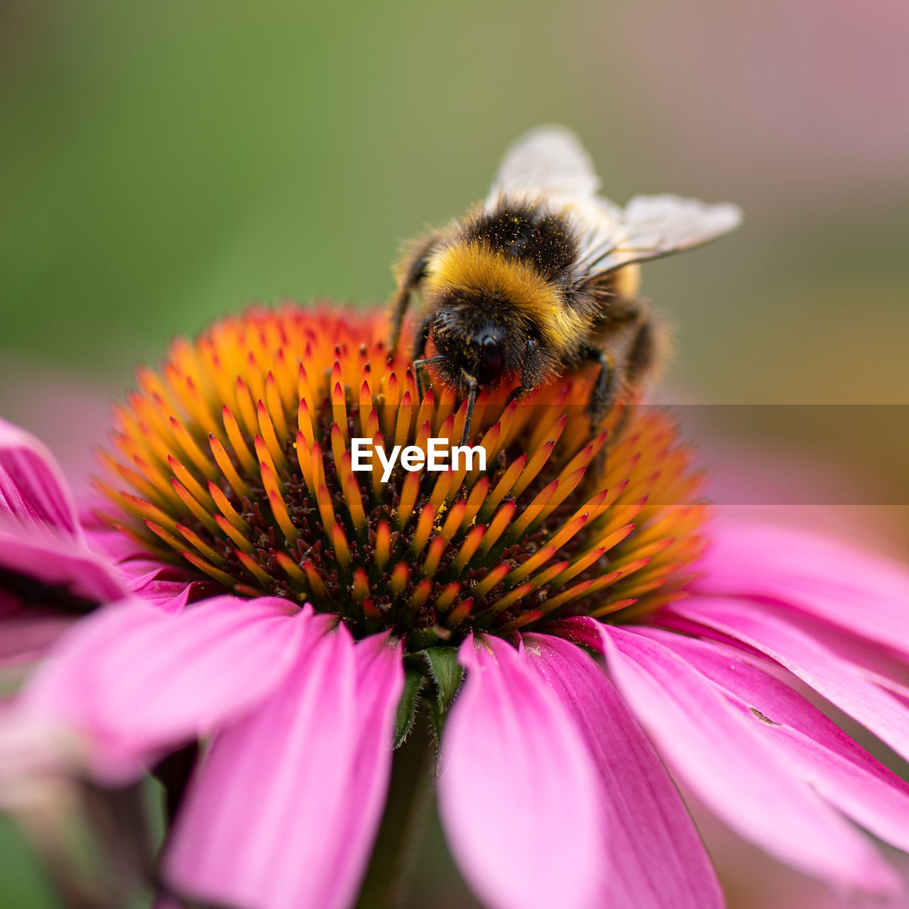 CLOSE-UP OF HONEY BEE POLLINATING ON PINK FLOWER