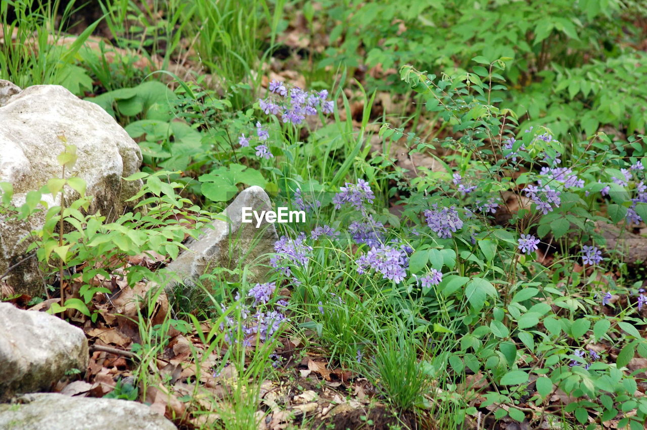 Close-up of purple flowers blooming in field