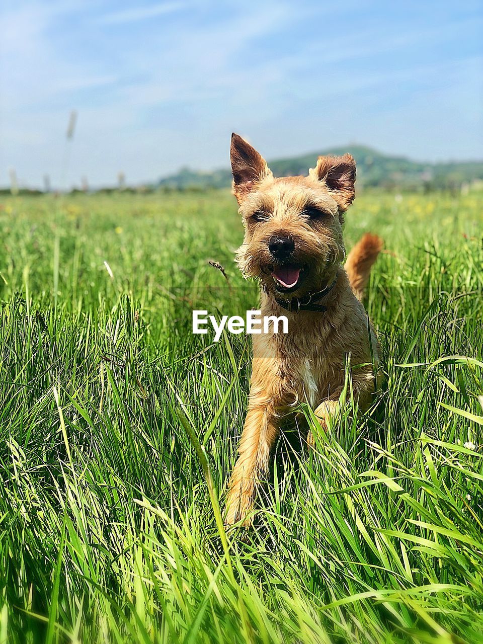 PORTRAIT OF DOG RUNNING IN GRASS