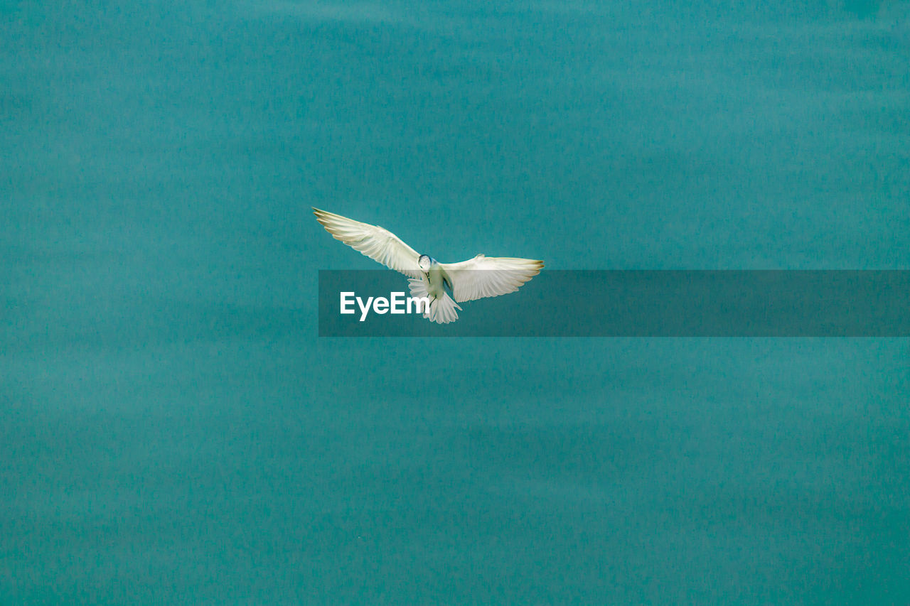 VIEW OF BIRD FLYING IN SEA