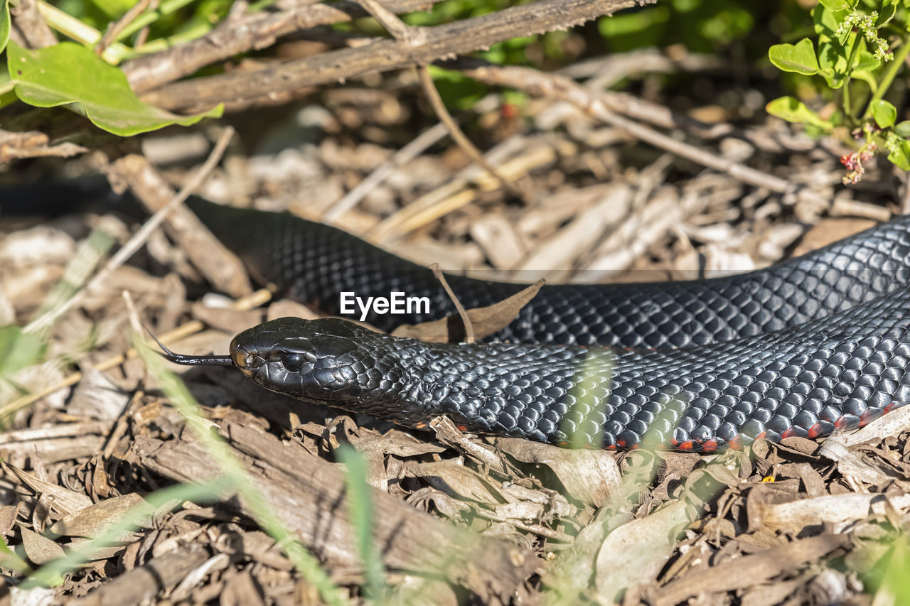 Red-bellied black snake (pseudechis porphyriacus)