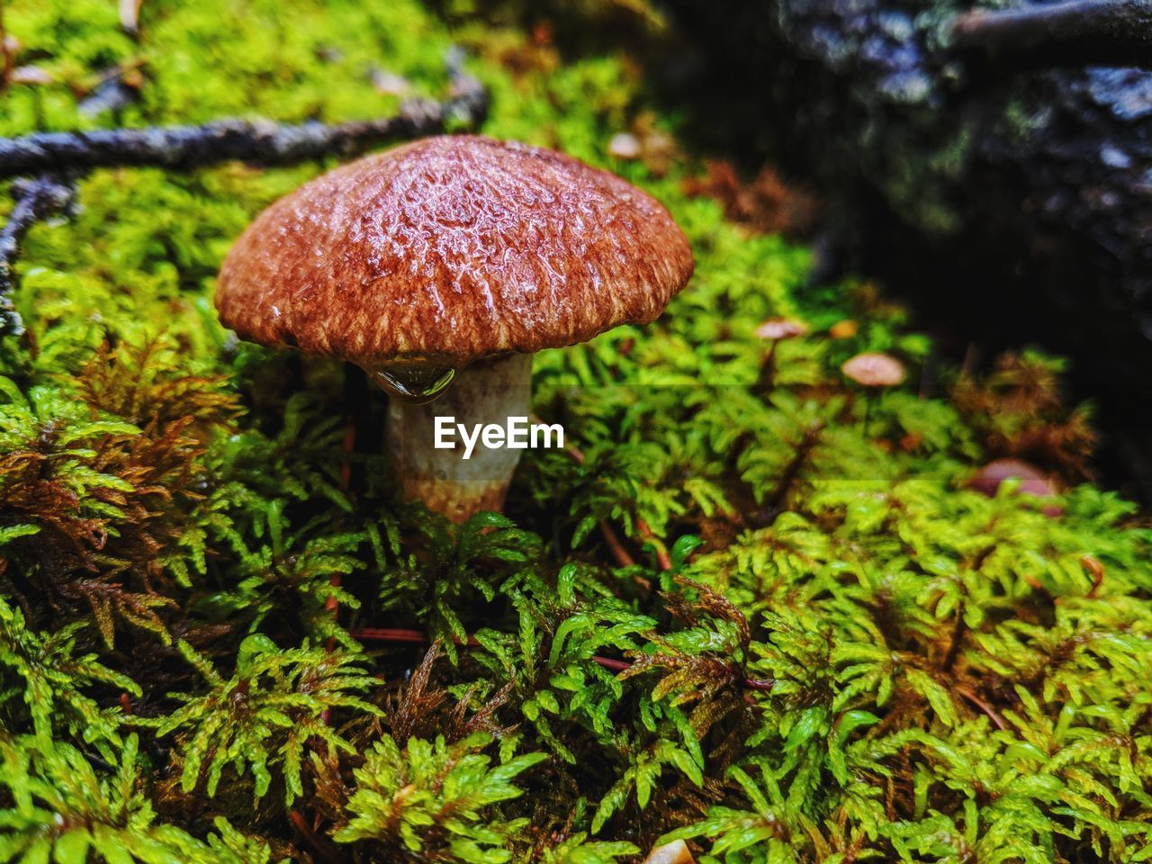 CLOSE-UP OF MUSHROOMS GROWING ON FIELD