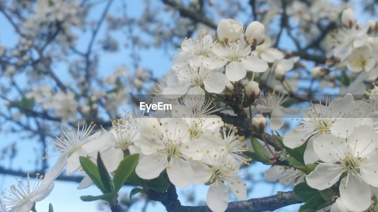 APPLE BLOSSOMS IN SPRING