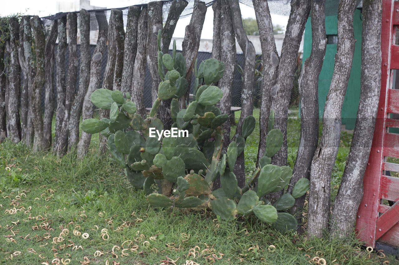 PLANTS GROWING ON LAND