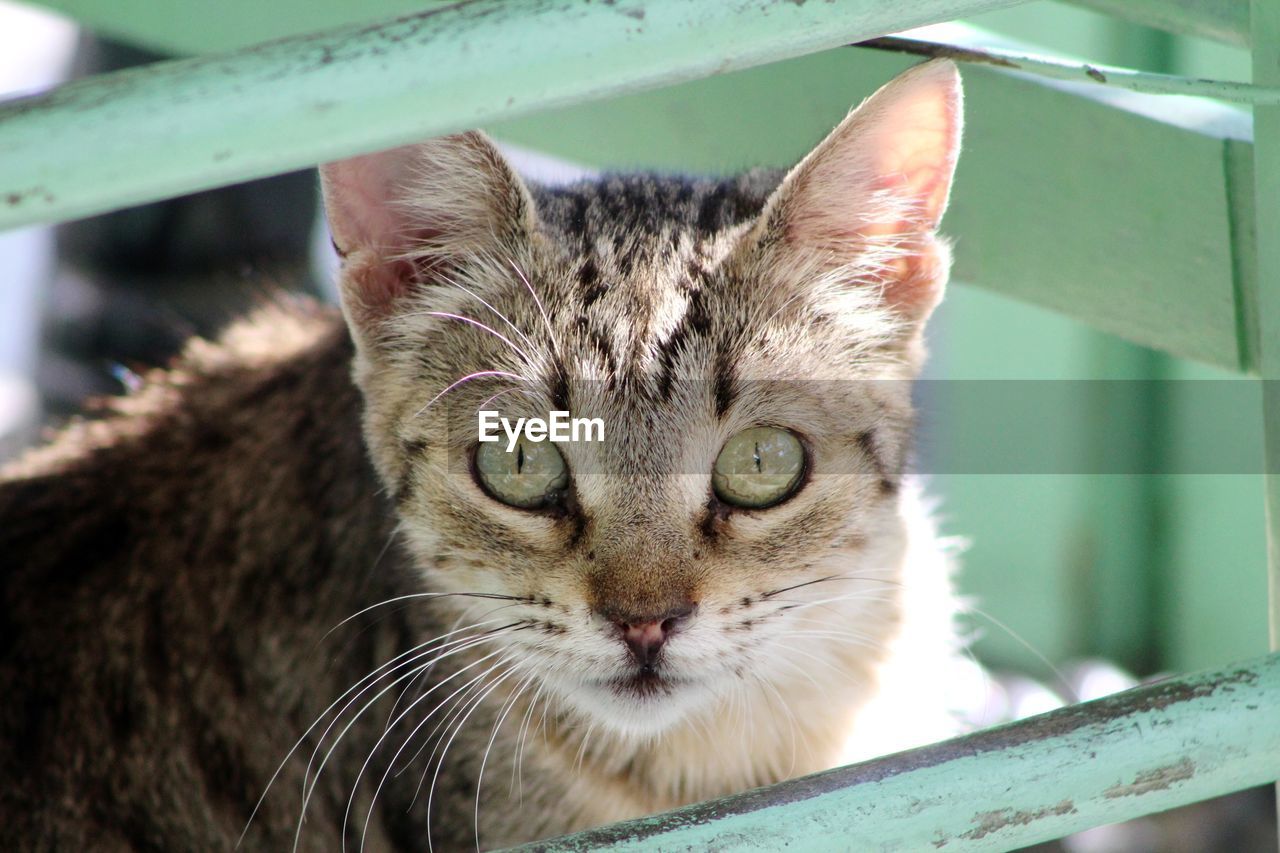 Close-up portrait of tabby cat