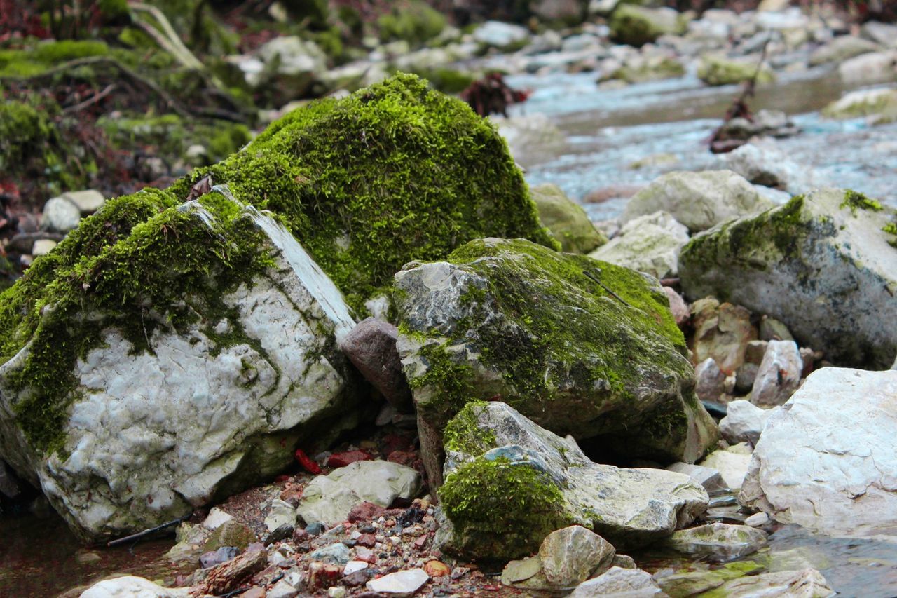 HIGH ANGLE VIEW OF PLANTS GROWING IN WATER