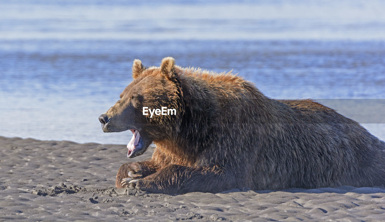 Bear yawn after a good meal in hallo bay in katmai national park