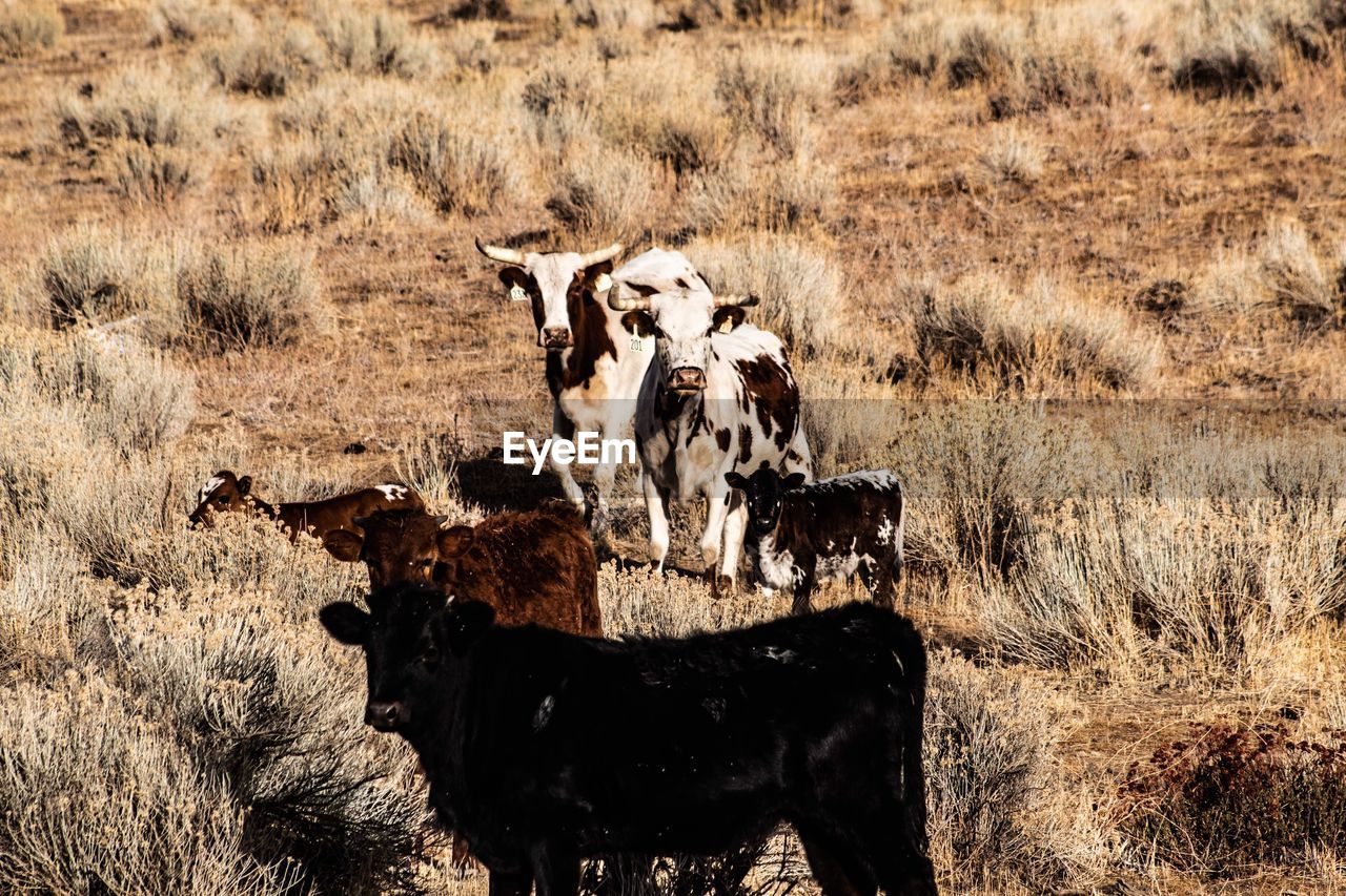 Cows in a field