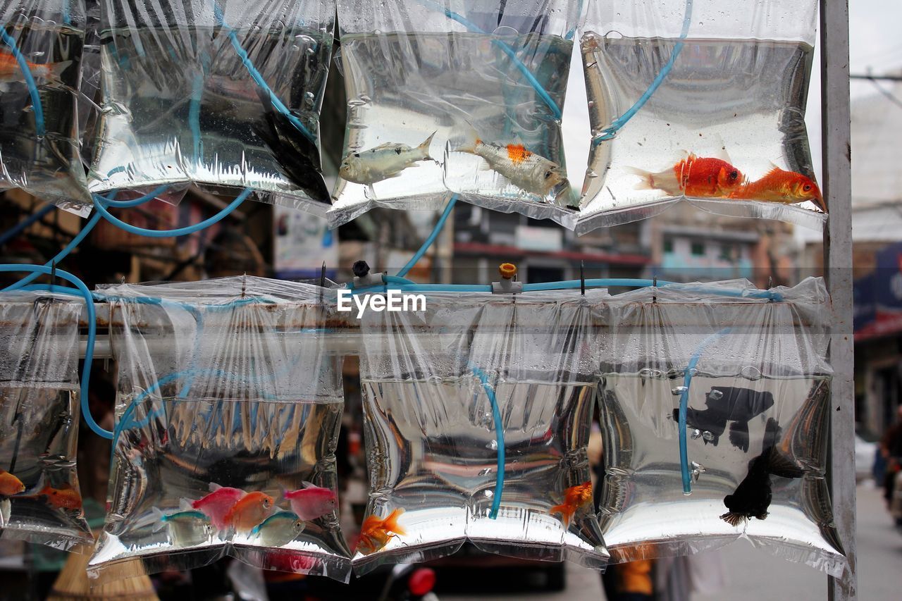 Close-up of fish in plastic bags