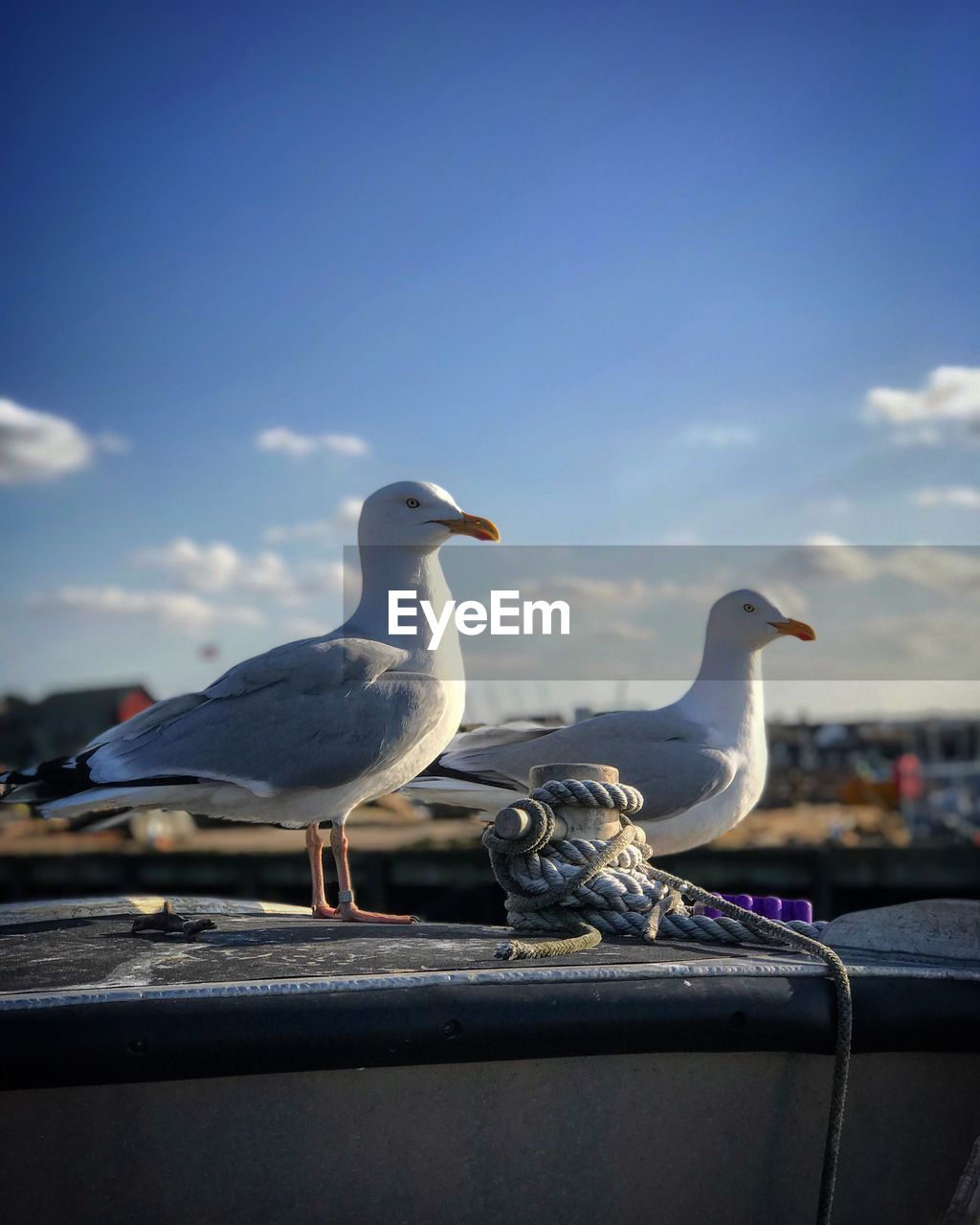 CLOSE-UP OF SEAGULLS PERCHING ON THE SHORE