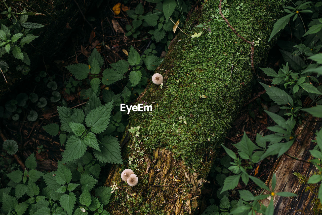 HIGH ANGLE VIEW OF MUSHROOM GROWING ON TREE