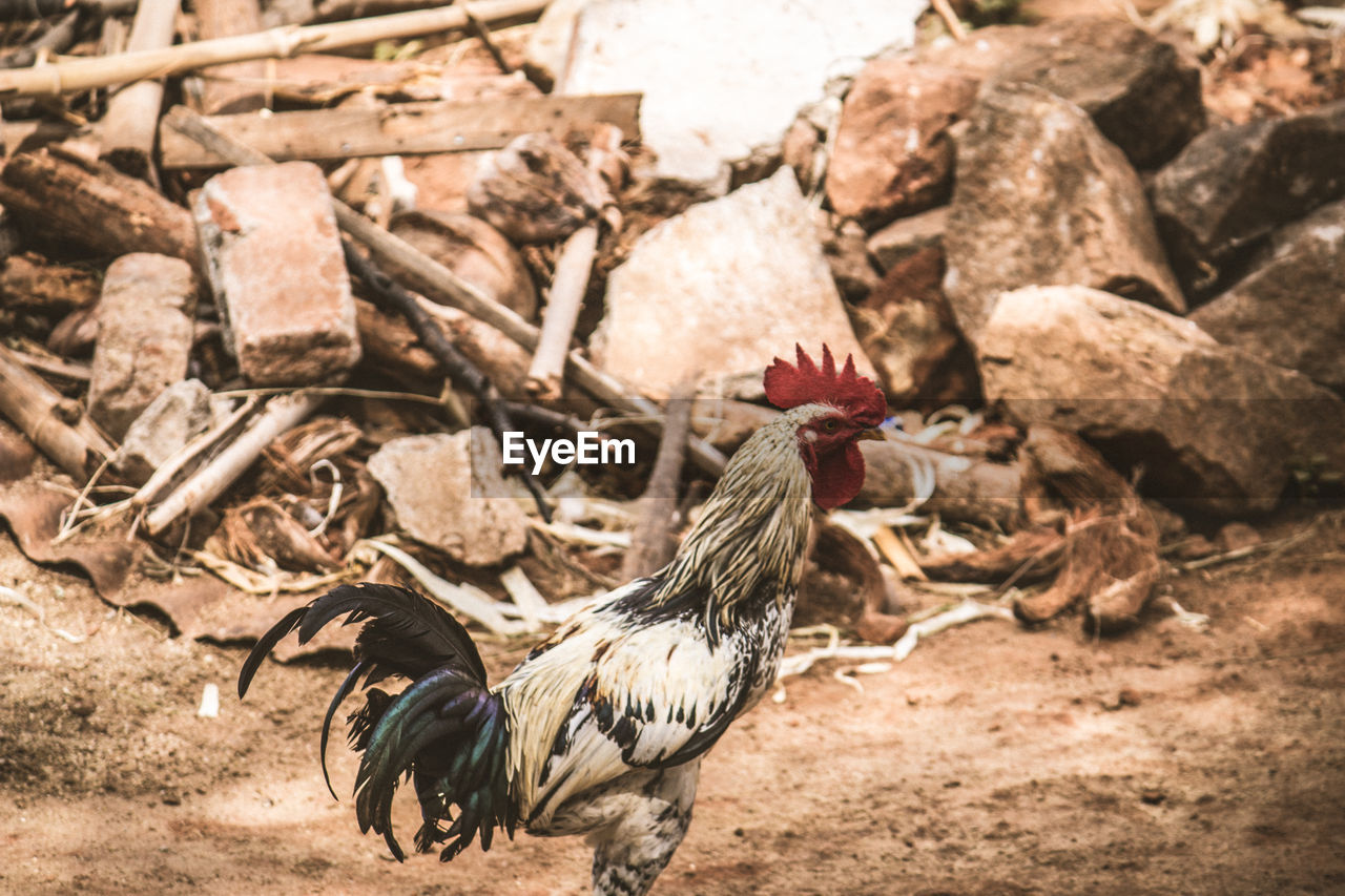 CLOSE-UP OF ROOSTER IN FARM