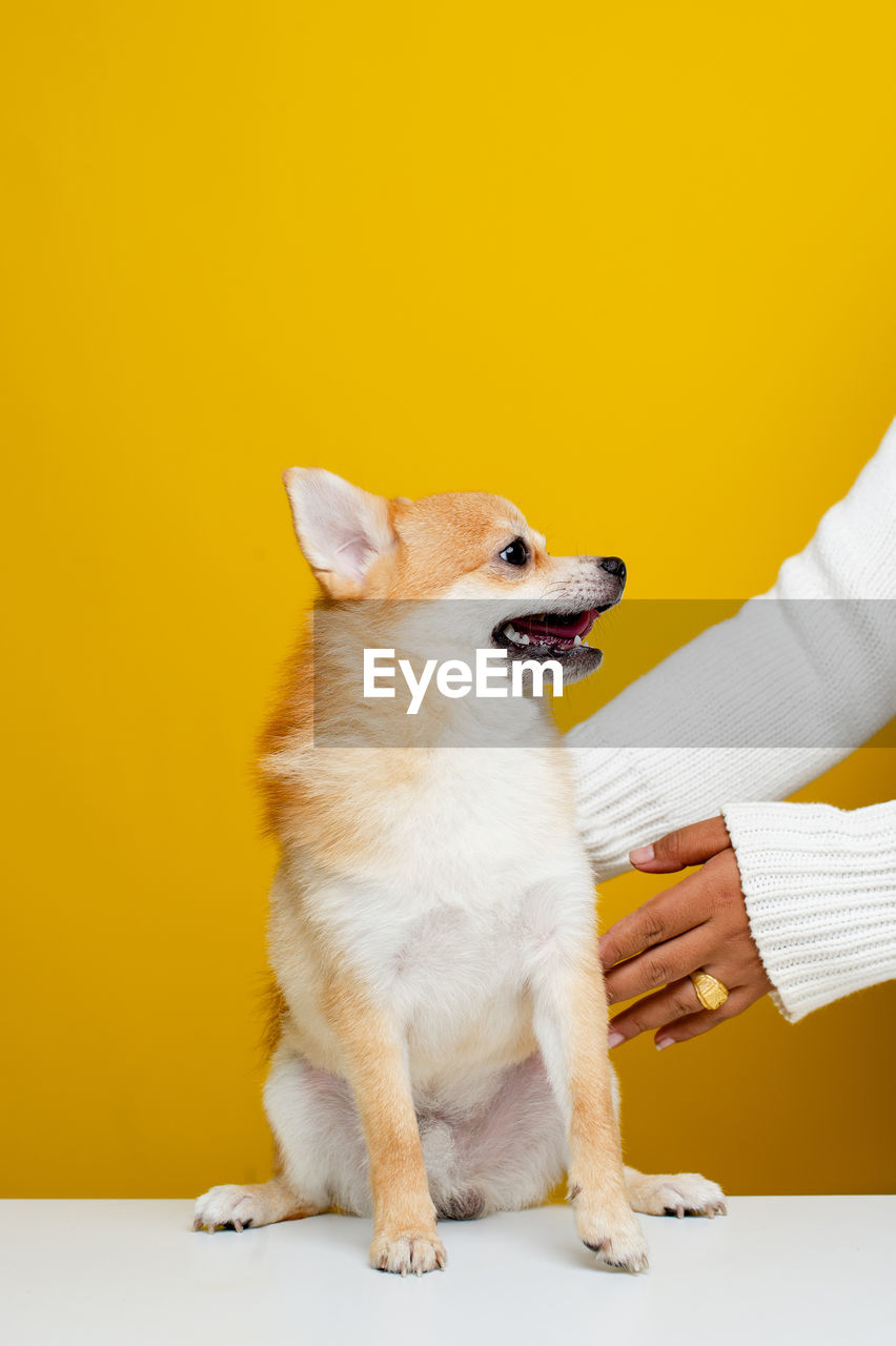 Full length of hand holding dog against yellow background