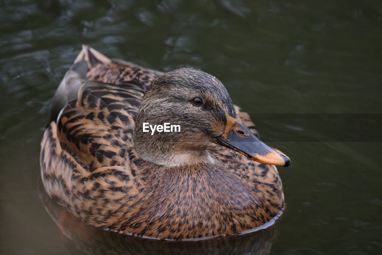 Close-up of duck swimming in lake