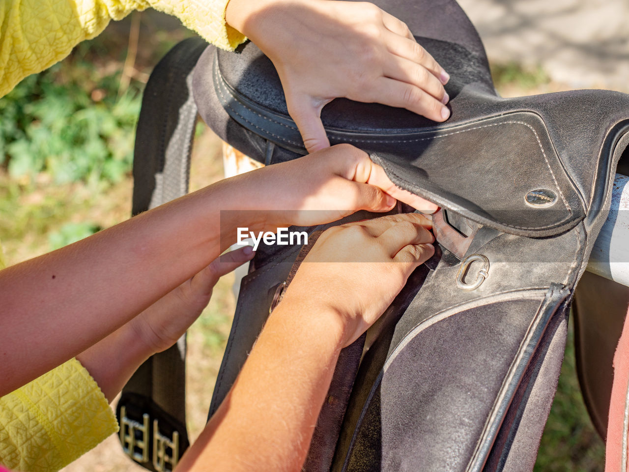 Rider is saddling a horse and tighten the girth. riding school use classic english saddle