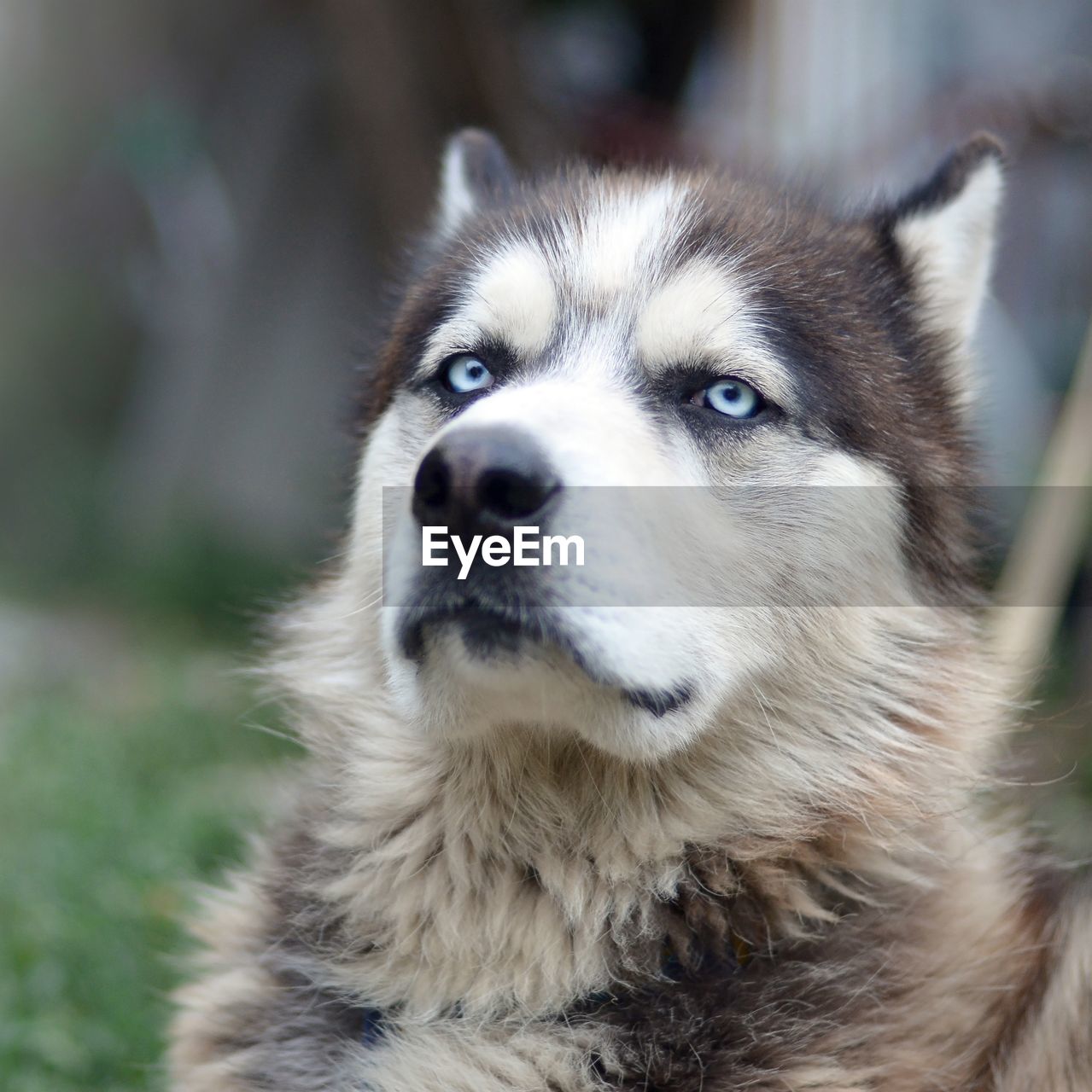 CLOSE-UP PORTRAIT OF DOG LOOKING AWAY