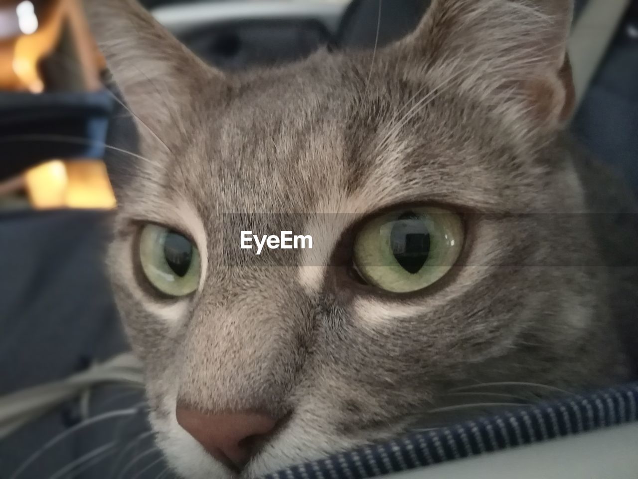 CLOSE-UP PORTRAIT OF CAT IN MOUTH