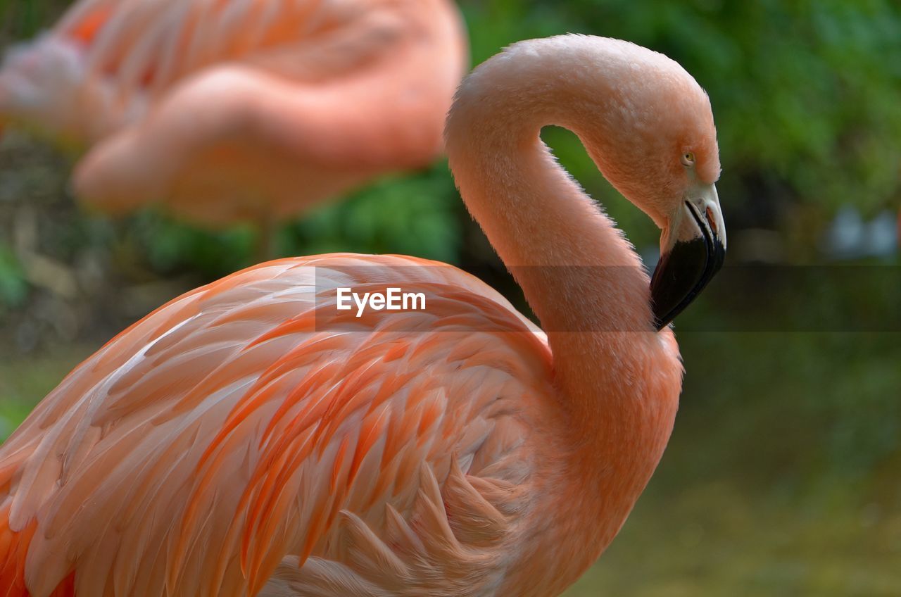 CLOSE-UP OF BIRD ON ROCK