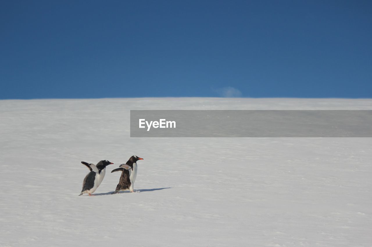 Mother and baby gentoo penguins on the move