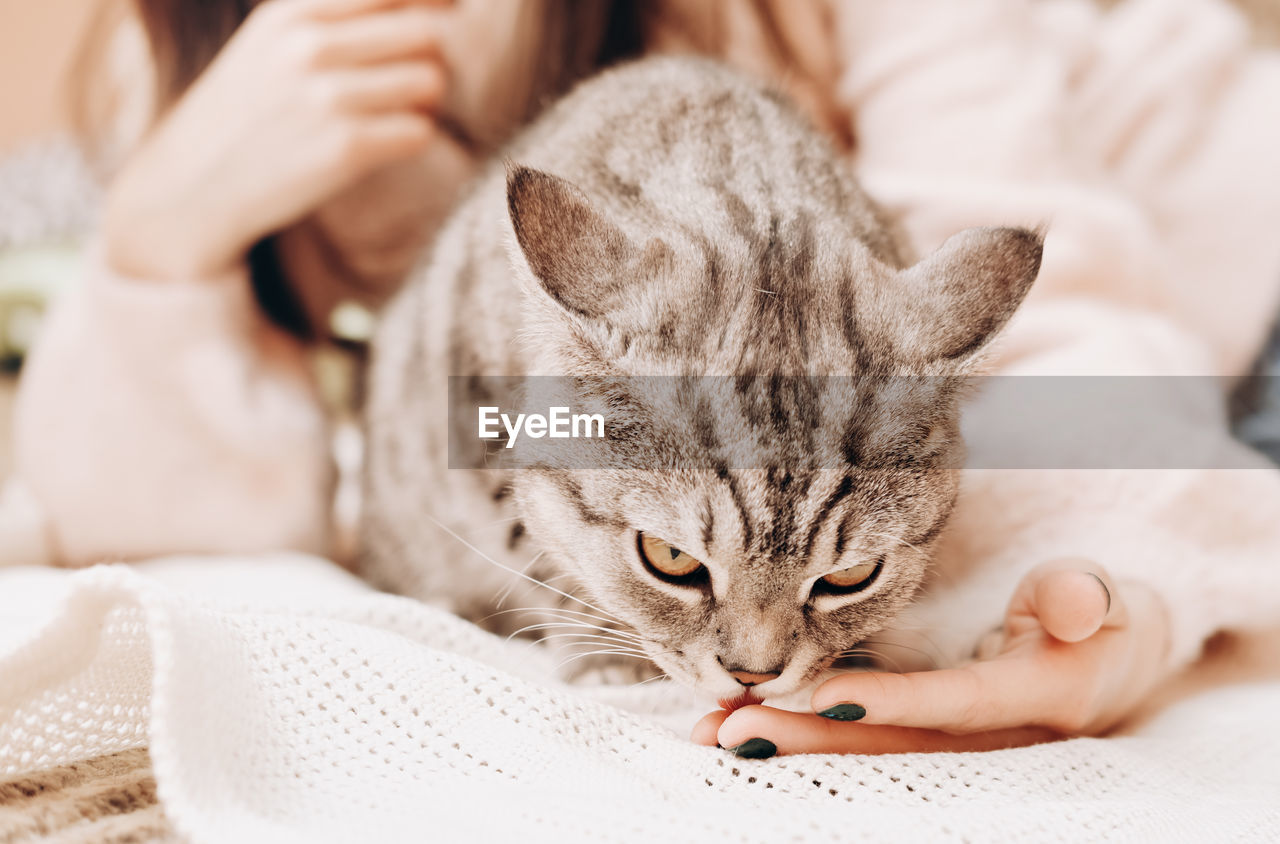 Grey tabby cat licking owner's hand lying on a sofa. friendship and love for pets. 