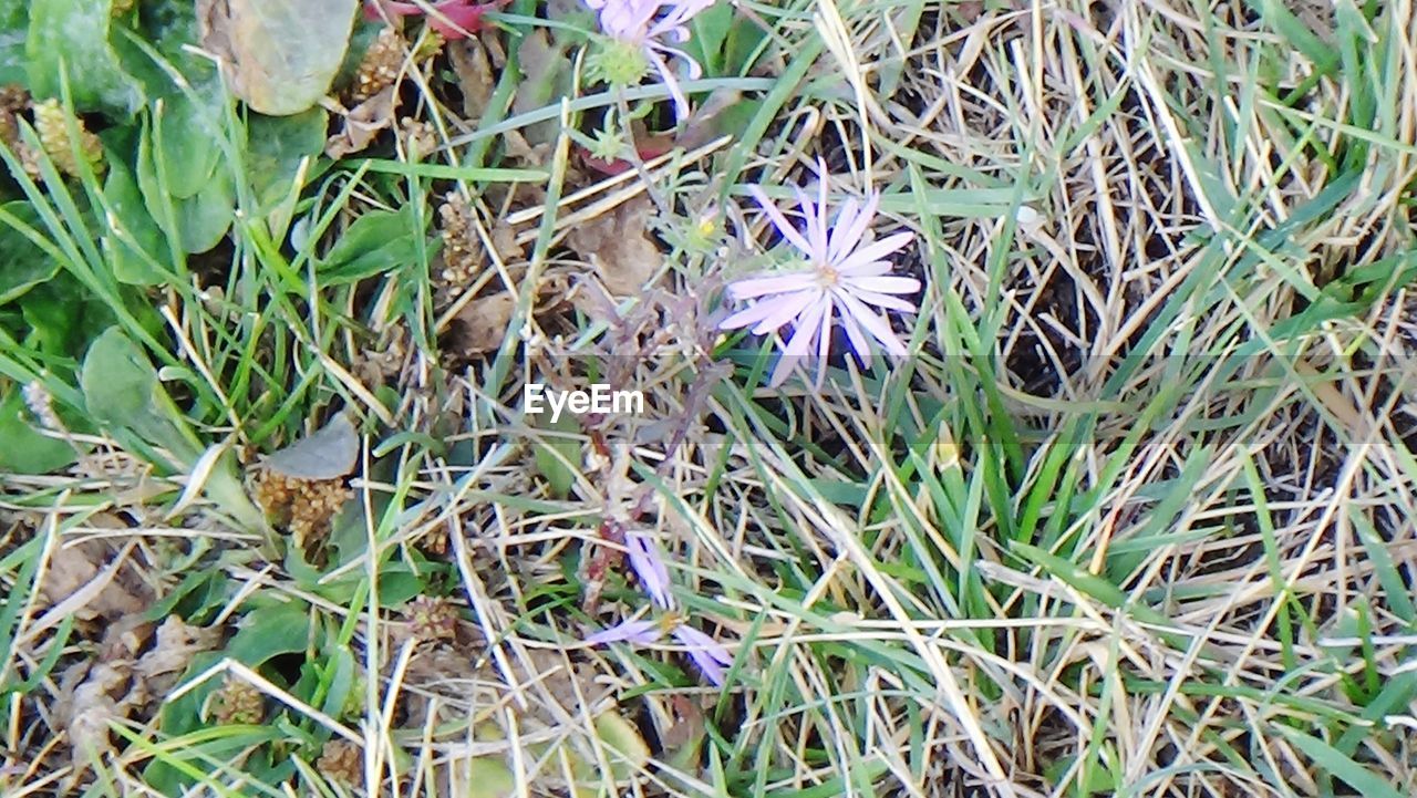 FULL FRAME OF WILDFLOWERS