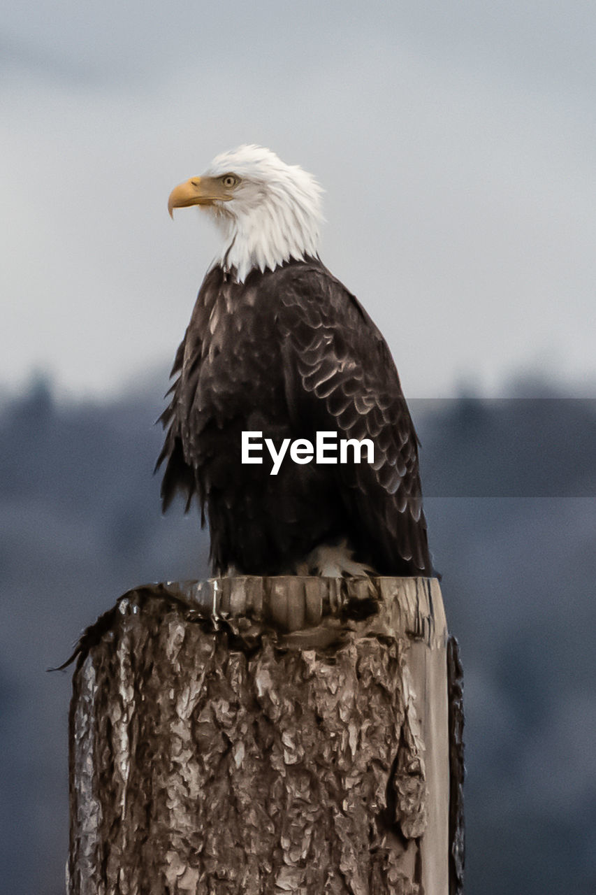 Close-up of eagle perching on wooden post