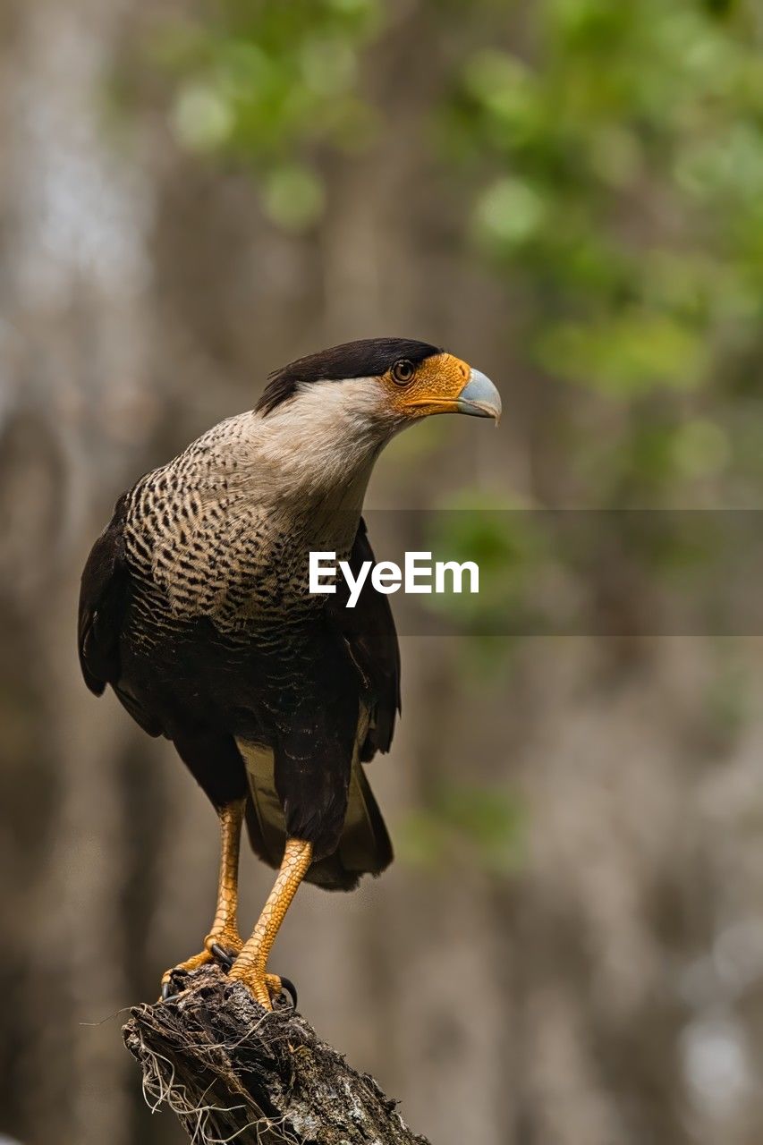 animal themes, bird, animal, animal wildlife, wildlife, one animal, beak, bird of prey, perching, focus on foreground, animal body part, full length, no people, nature, falcon, outdoors, eagle, day, tree, close-up, side view