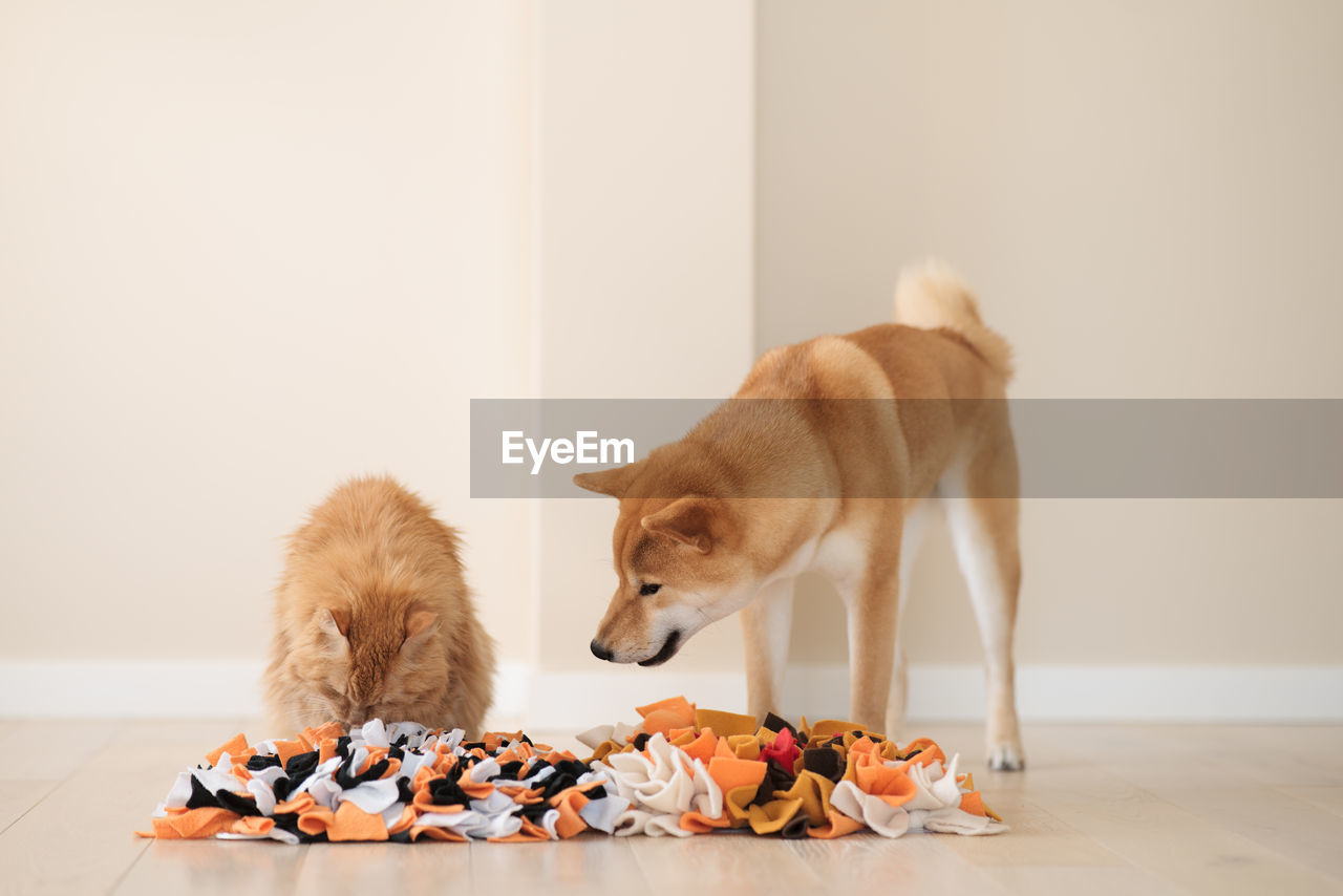 Competition between a cat and a dog. finding treats in homemade educational snuffle mats for pets.