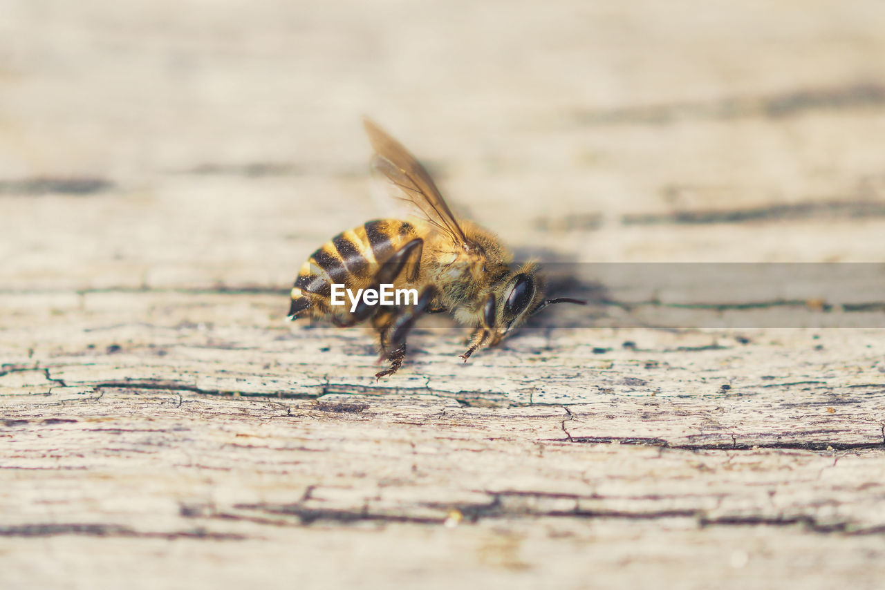 Close-up of bee on wood