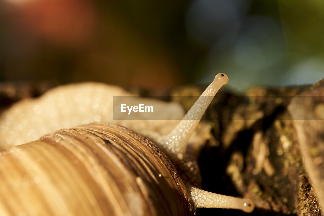 SNAIL ON LEAF