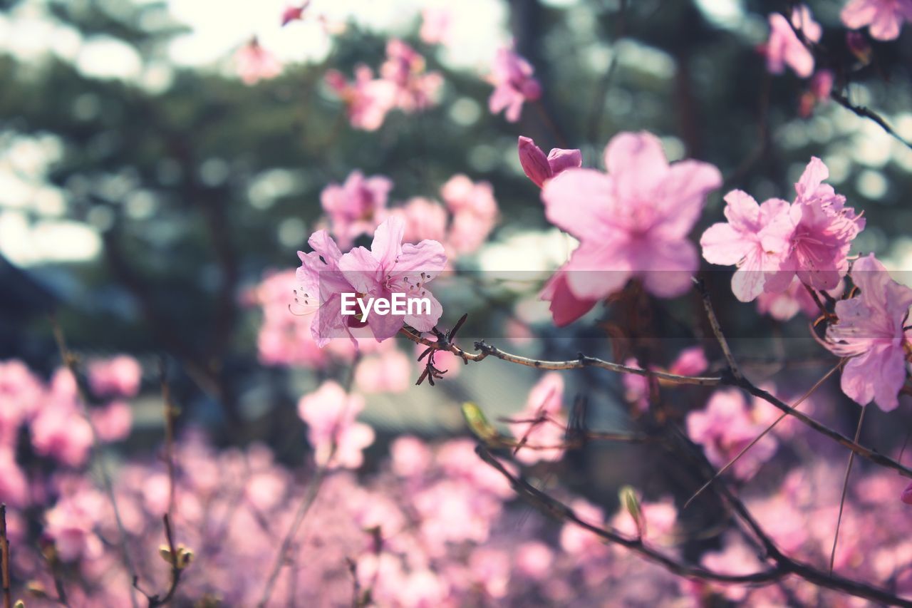 Close-up of pink flowers blooming outdoors