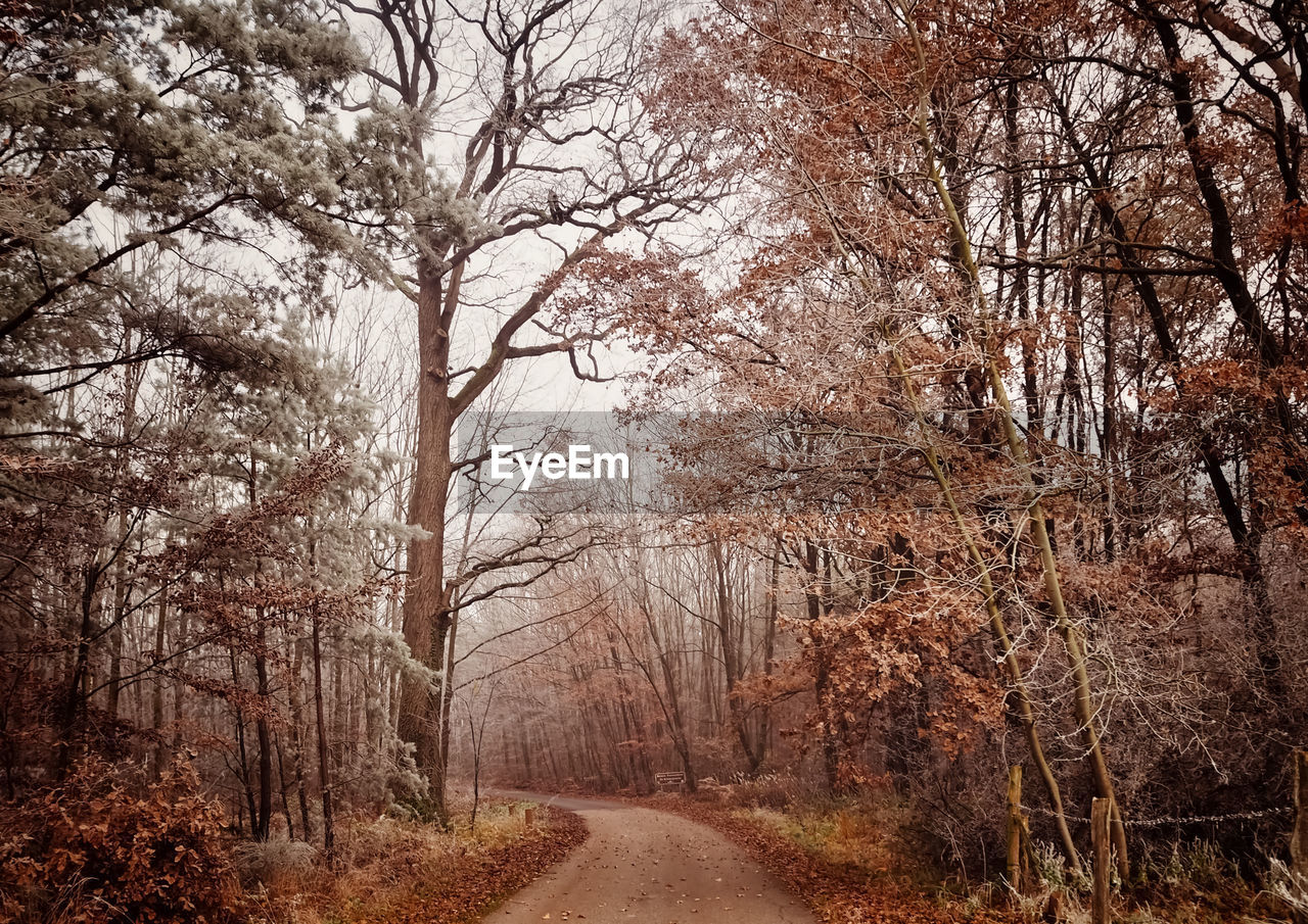 Road amidst trees in forest during autumn