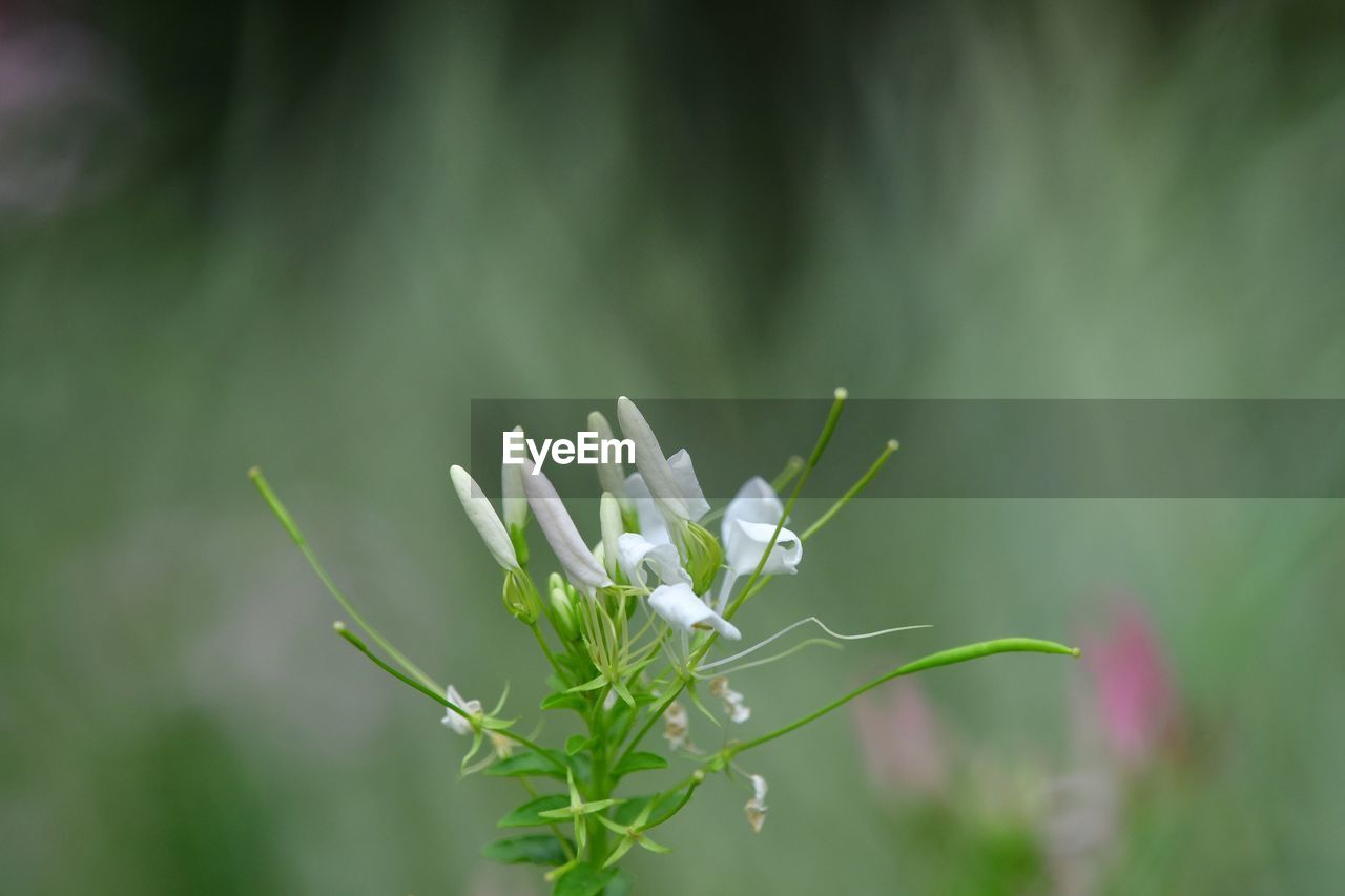 Close-up of white flowering plant