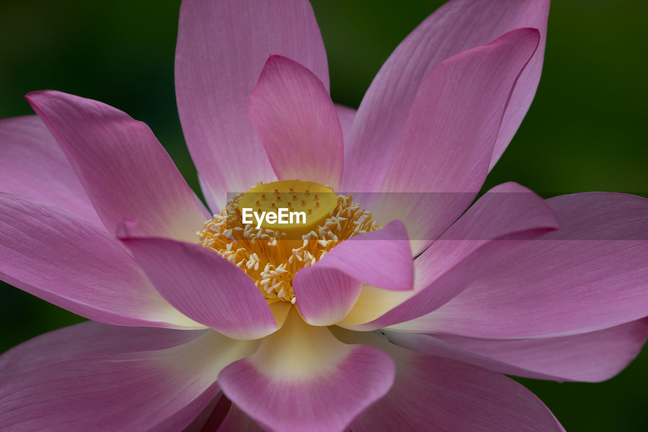 CLOSE-UP OF LOTUS WATER LILY