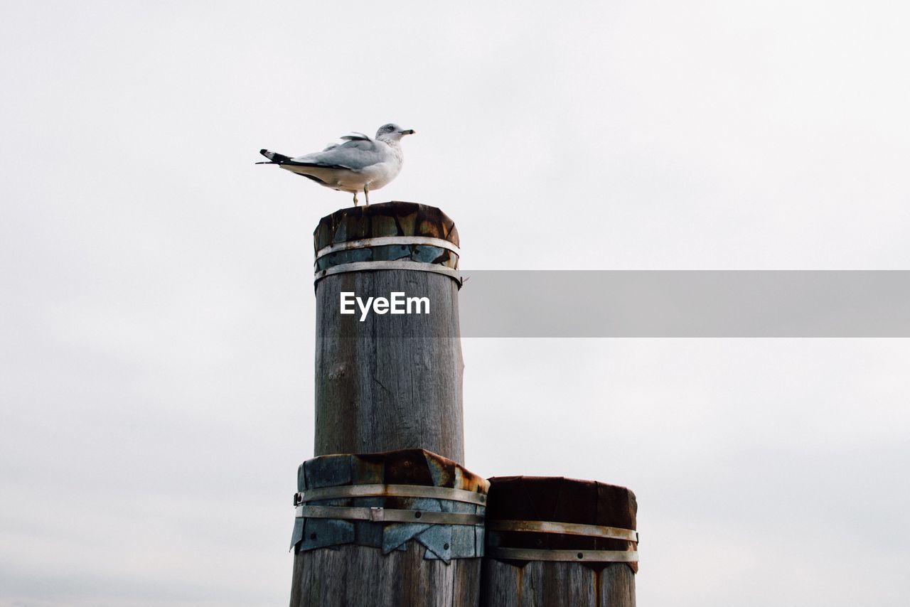 Low angle view of seagull perching on wooden post against sky