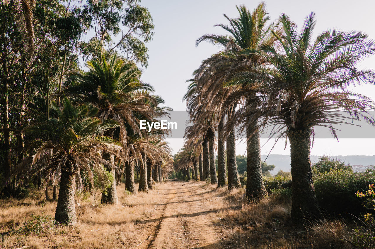 PALM TREES ON LANDSCAPE AGAINST SKY