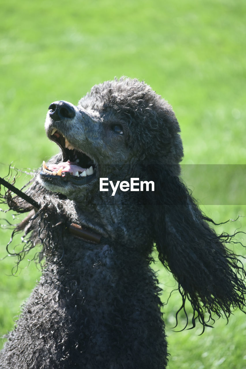 Adorable black poodle panting on a hot day