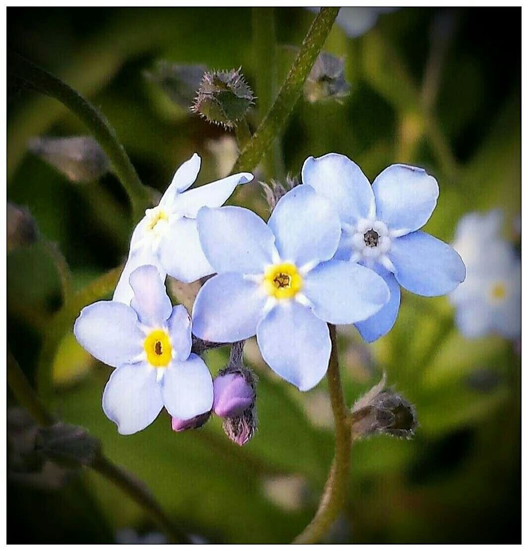 Close-up of forget-me-not blooming outdoors