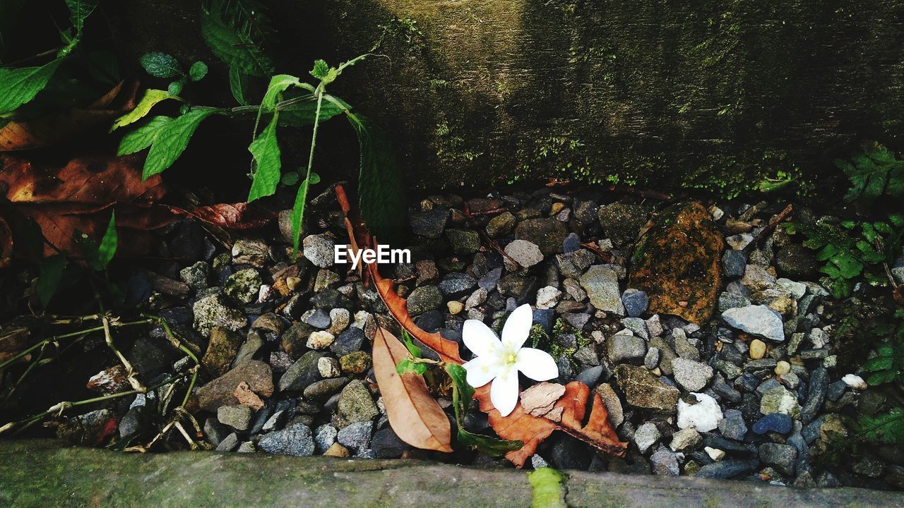 High angle view of fallen flower amidst stones