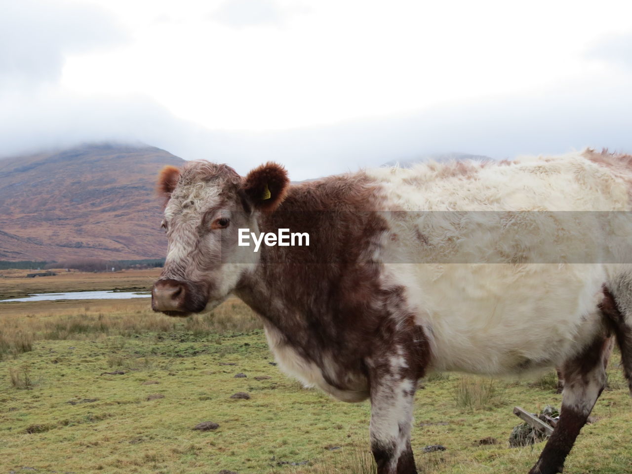 Close-up of sheep standing on field against sky